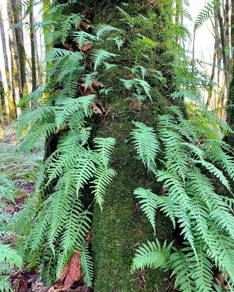 Ferns growing on trees: an appreciation post  #Oregon...