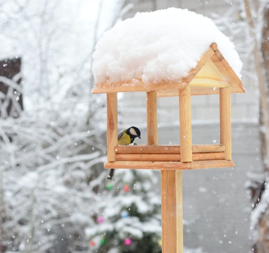 What birds do you see in your garden through the seasons?
.
This month, make sur...