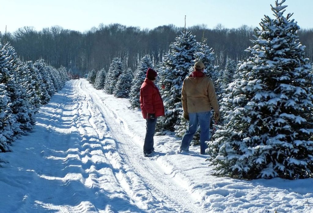 Are you picking out a Christmas tree this weekend? Here's some tips to keep in m...