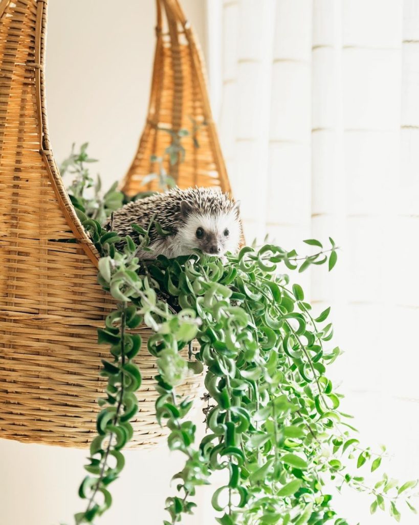 Plants + pets will always be our favorite combo.  Photo via #SillSquad ambassado...