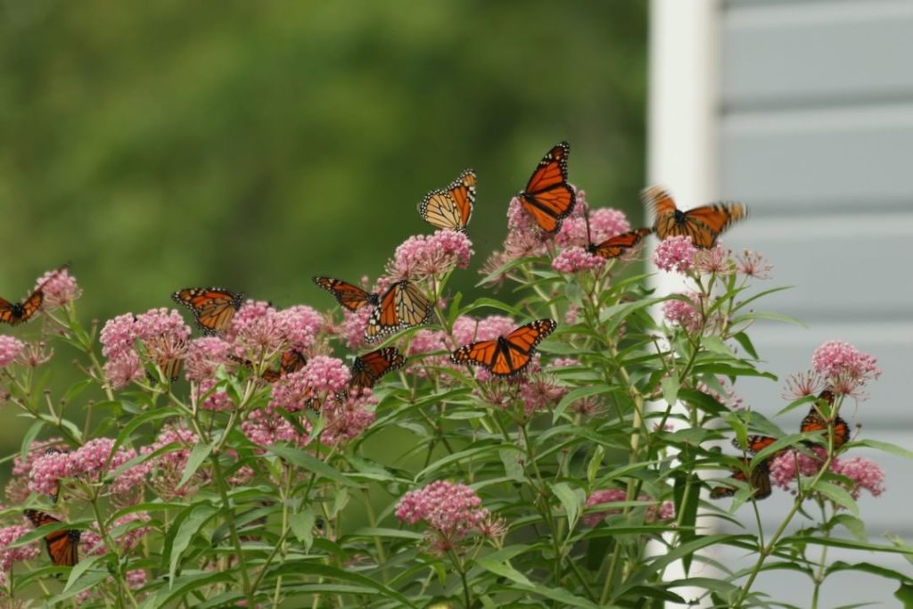 Can't wait to see all the butterflies on Mackinac Island in August!
We'll be at ...