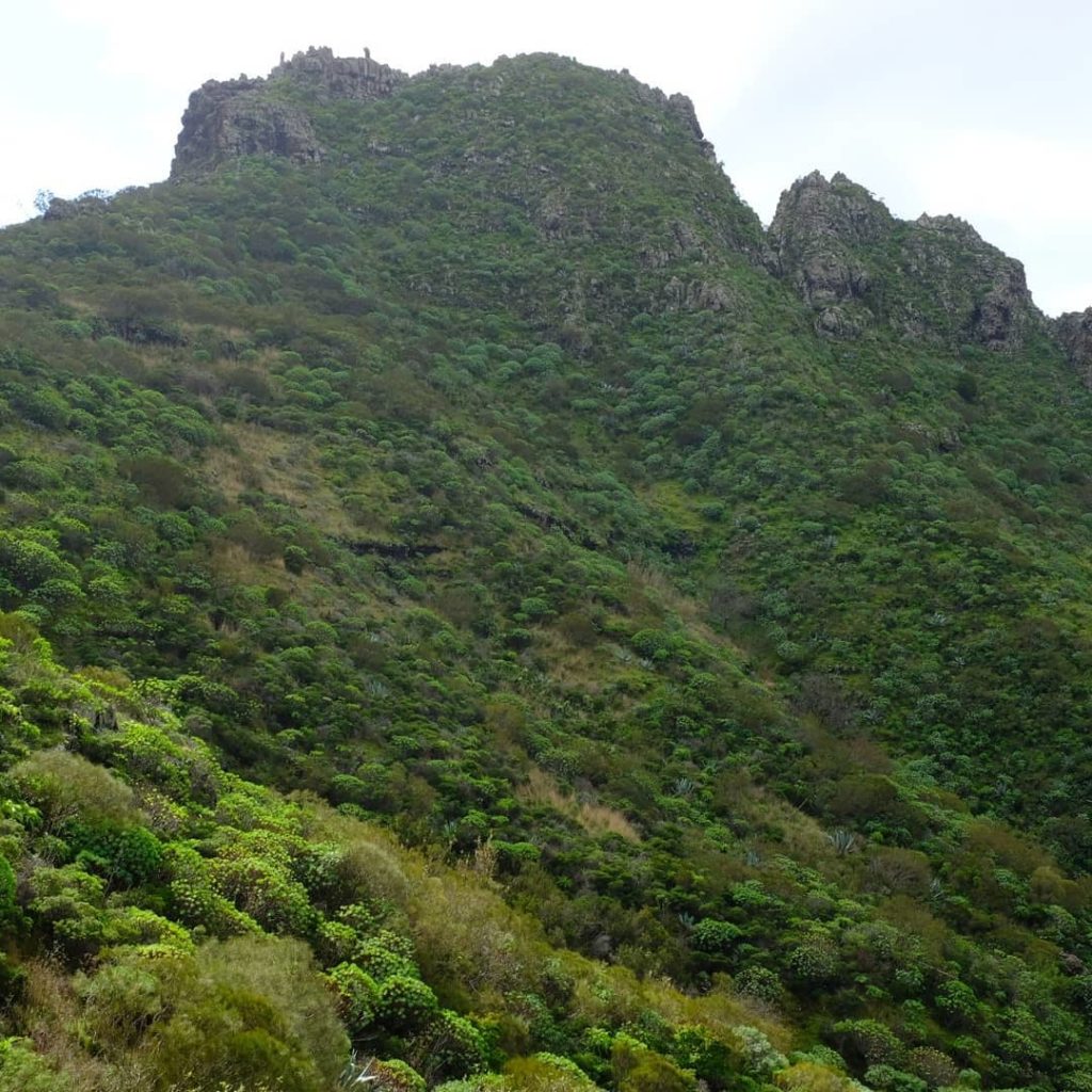 Extraordinary landscapes of N. Tenerife.  Brings a whole new palette of plant co...