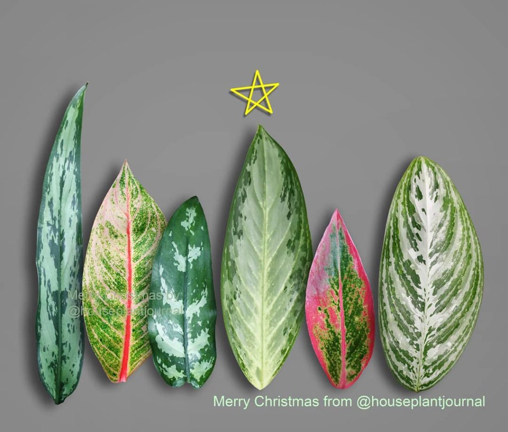 Merry Christmas! As I arranged these Aglaonema leaves, they reminded me of littl...