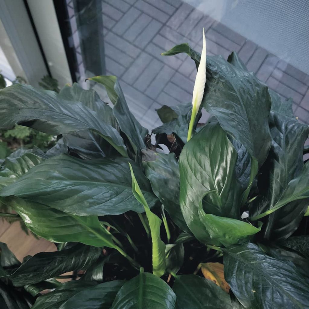 houseplantjournal: When plants are grown indoors, their growth/rest phases aren’t as affected by th… When plants are grown indoors, their growth/rest phases aren't as affected by th...