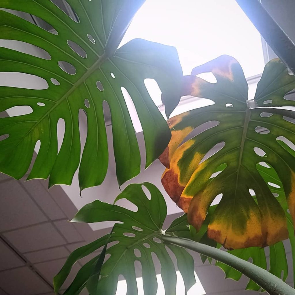 houseplantjournal: What’s happening to my monstera?
–
1⃣ The first thing I check is which le… What's happening to my monstera?
-
1⃣ The first thing I check is which le...