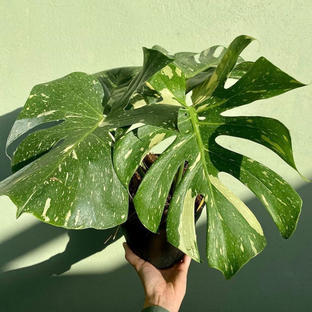 Celebrating #MonsteraMonday with this beautiful variegated monstera (AKA Thai Co...