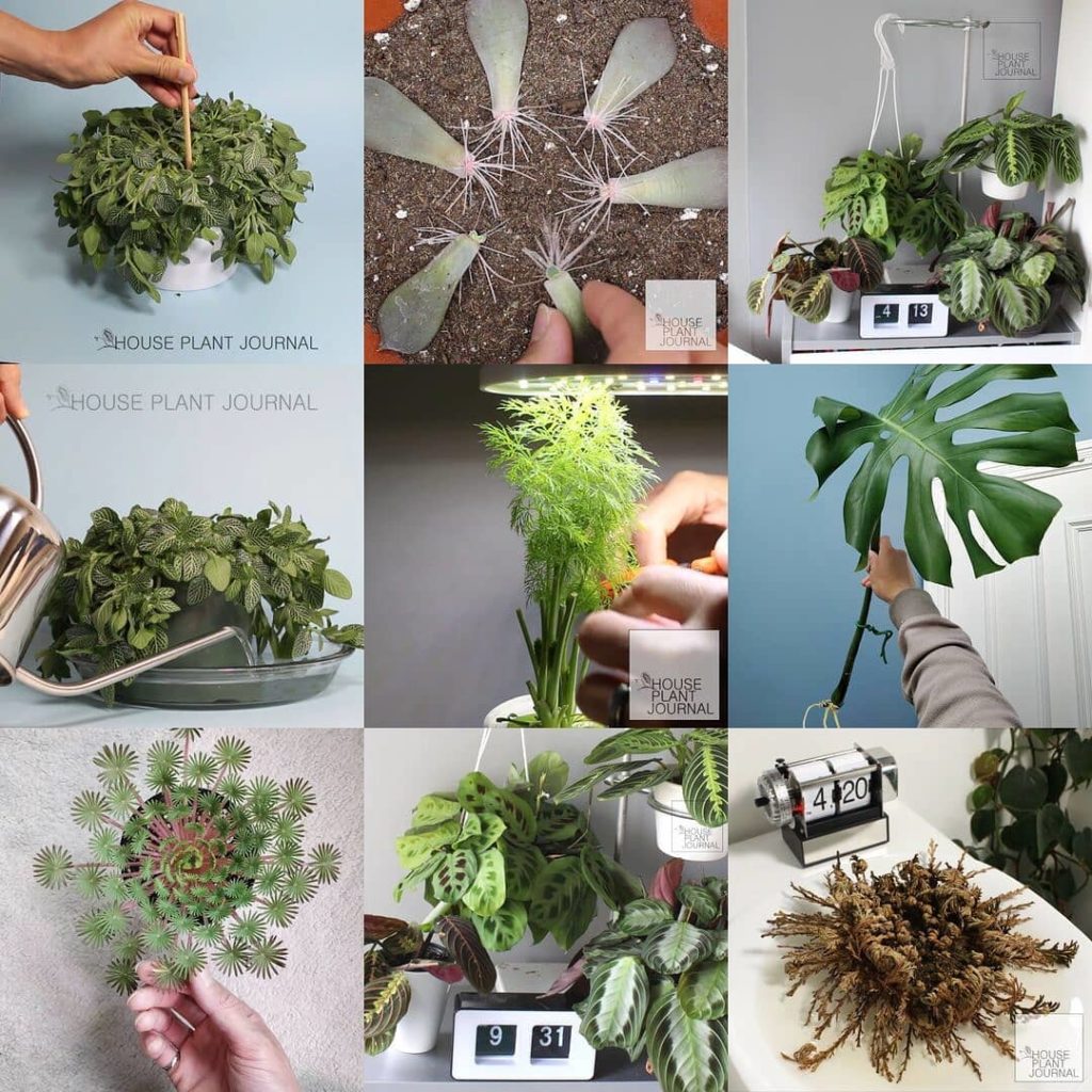 houseplantjournal: My #2019bestnine – seven of them are time lapses (two of those are from the same… My #2019bestnine - seven of them are time lapses (two of those are from the same...