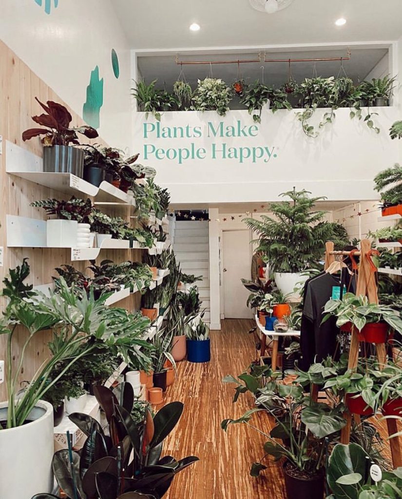 thesill: It’s the last day of the year to get the plant you’ve always wanted (but don’t w… It’s the last day of the year to get the plant you’ve always wanted (but don’t w...