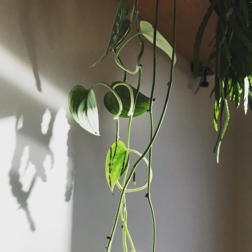 Gentle start #monday #calm #outdoorsindoors #shadowplay .
.
. .
.
.
#plantsmakep...