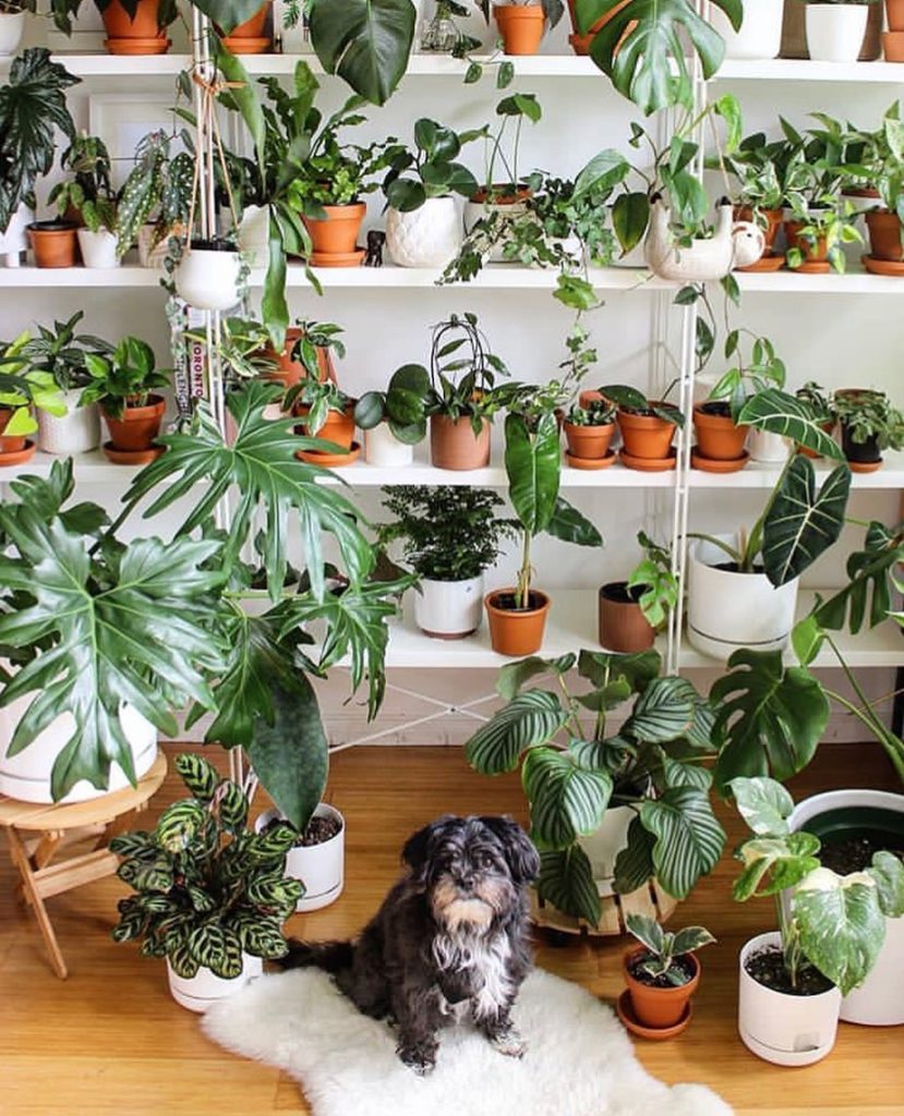 The plant #shelfie of all plant shelfies.  Photo via @bahnaesa...