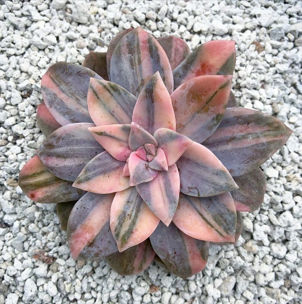 fairyblooms: Thank you @sexysucculents_ I planted my Variegated Superbum today in 100% pumic… Thank you @sexysucculents_ I planted my Variegated Superbum today in 100% pumic...