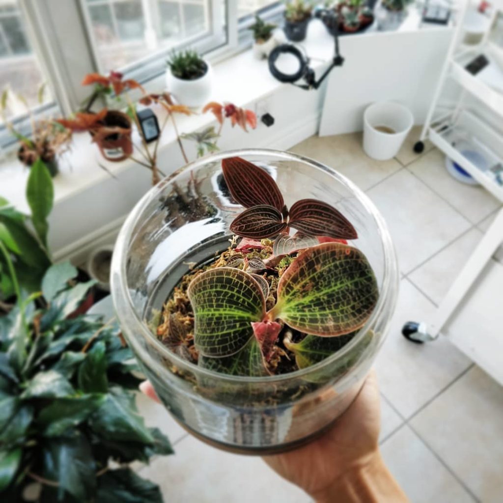 houseplantjournal: Look closely at my jewel orchid to see the developing flower bud! Don’t look at … Look closely at my jewel orchid to see the developing flower bud! Don't look at ...