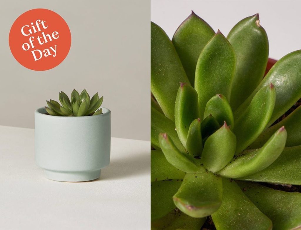 Our favorite plant gift to give – the charming Echeveria is known for its iconic...