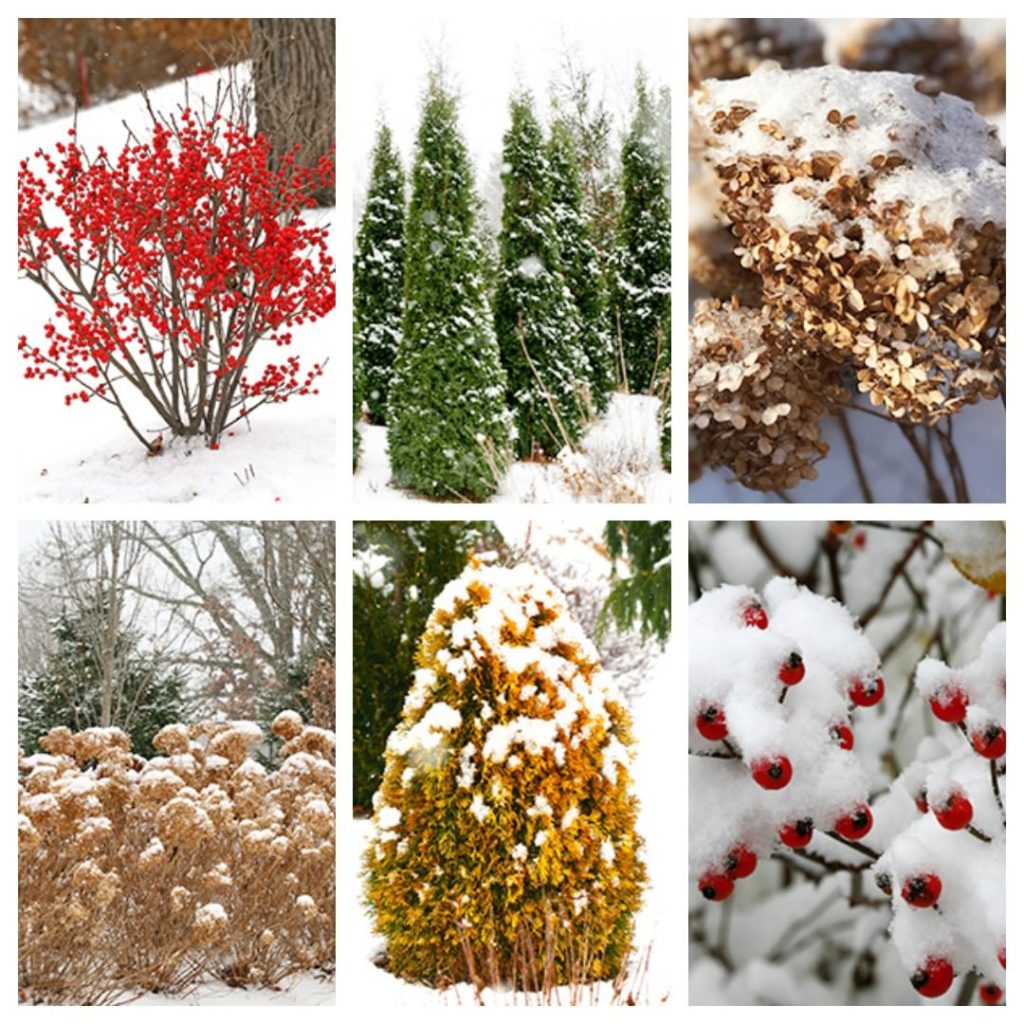 gardendesignmag: The end of 2019 is upon us. Have you taken a winter stroll through your garden t… The end of 2019 is upon us. Have you taken a winter stroll through your garden t...