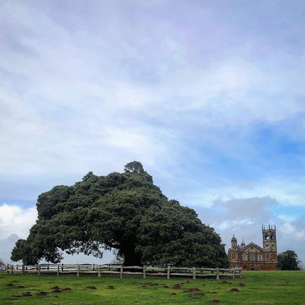 So much to love at Stowe especially this wonderful Holme Oak (Quercus ilex) and ...