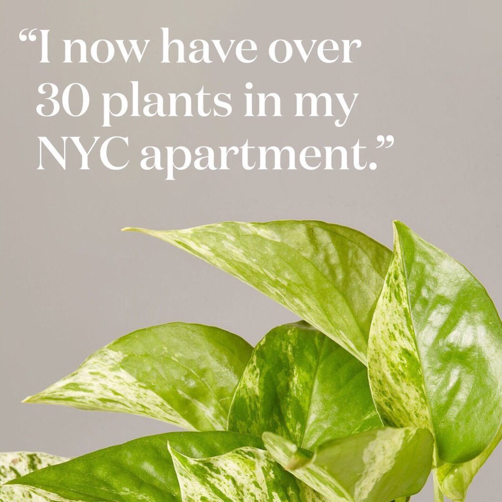 thesill: We asked you to share your #FirstPlantMemory with us, and you delivered. Here’s … We asked you to share your #FirstPlantMemory with us, and you delivered. Here's ...