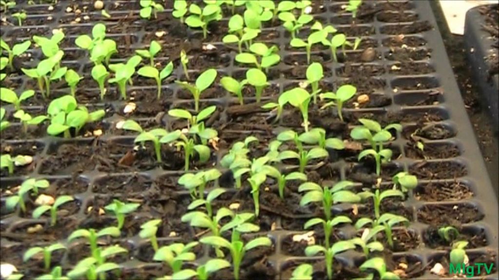 Vegetable Seedling Update