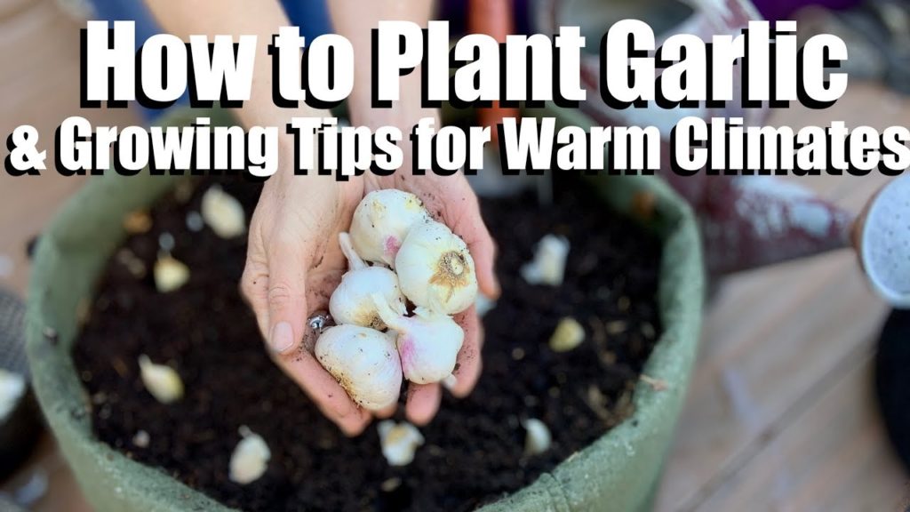 CaliKim: How to Plant Garlic & 4 Tips for Growing it in a Warm Winter Climate How to Plant Garlic & 4 Tips for Growing it in a Warm Winter Climate