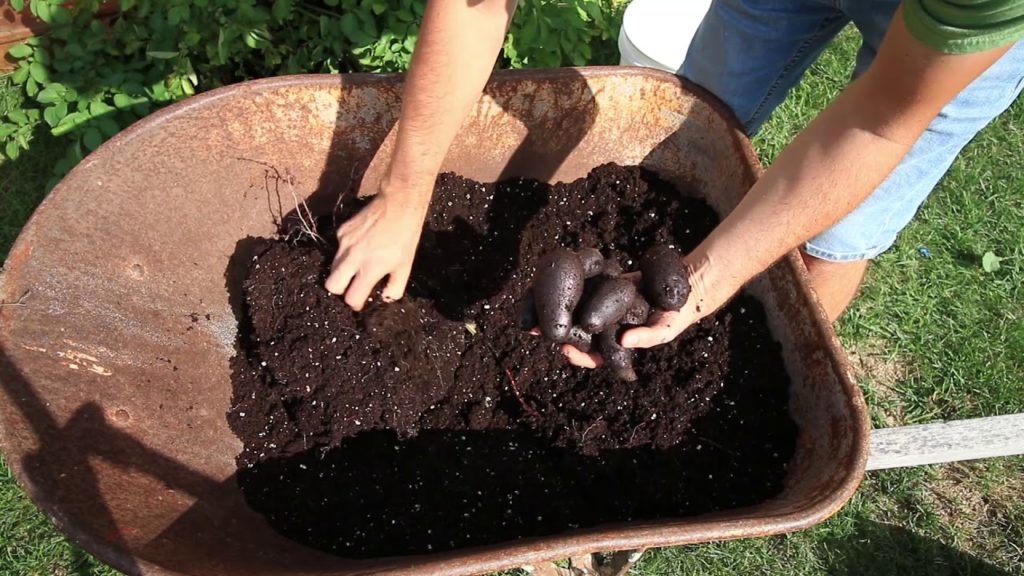 Harvesting Our Container Potatoes - How did we do?