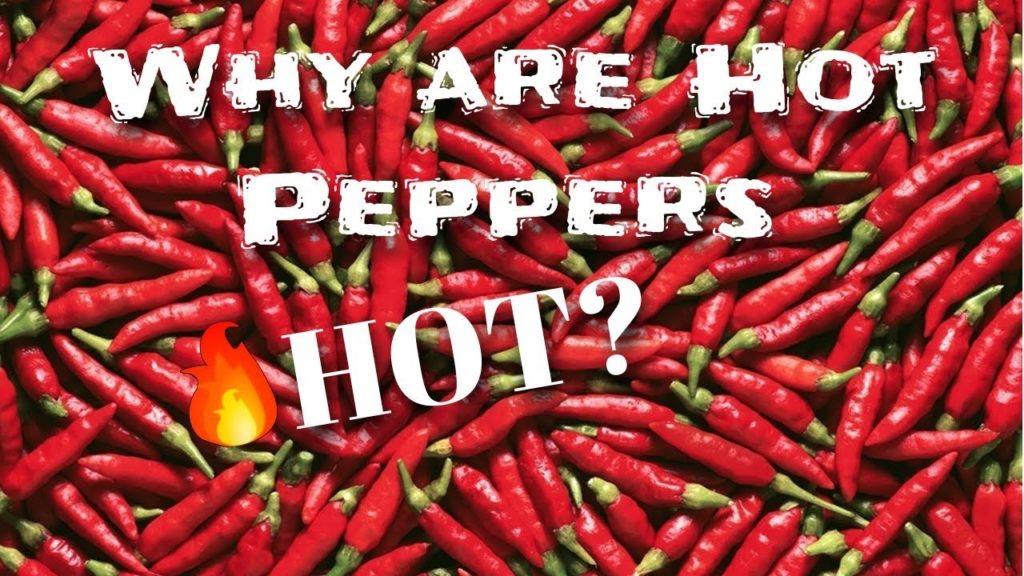 MIgardener: Why Hot Peppers are "Hot" – Levi Explains | S2 E1| MIgardener Why Hot Peppers are "Hot" - Levi Explains | S2 E1| MIgardener
