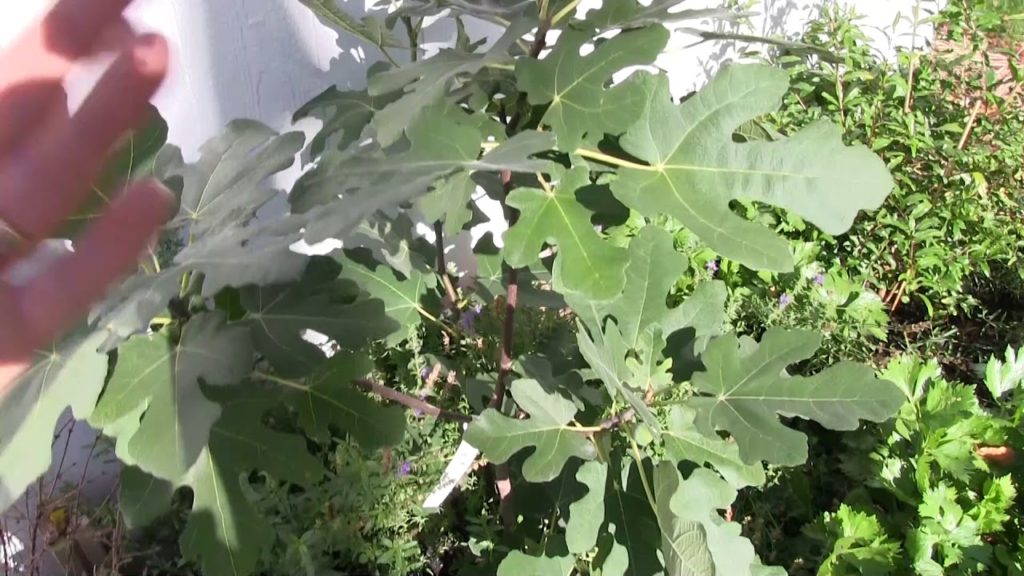 MIgardener: Mediterranean Garden Update after 5 Months of Never Watering Mediterranean Garden Update after 5 Months of Never Watering