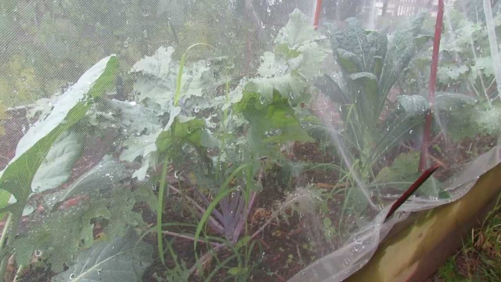 Update: A Fabric Tent for Kales & The Green Cabbage Looper: It Works! - The Rusted Garden 2013