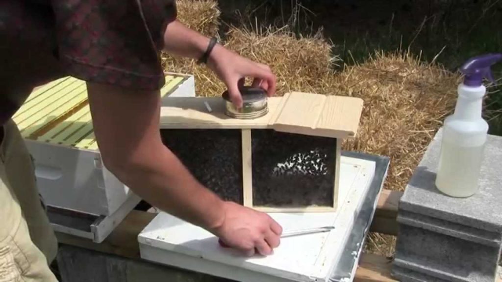 How to Install Packaged Honeybees Start to Finish