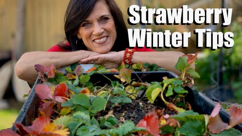CaliKim: Strawberry Winter Tips for Cold & Warm Winter Climates to Jump Start Spring Berries Strawberry Winter Tips for Cold & Warm Winter Climates to Jump Start Spring Berries