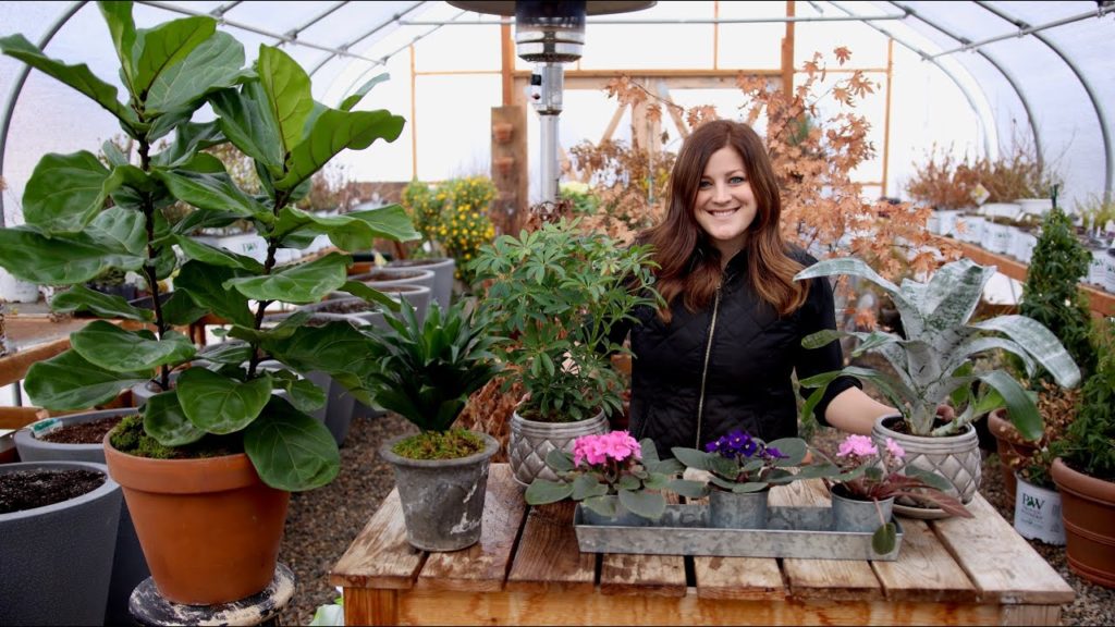 Garden Answer: Houseplant Haul: New Plants for a New Year! 🌿😍💚// Garden Answer Houseplant Haul: New Plants for a New Year! 🌿😍💚// Garden Answer