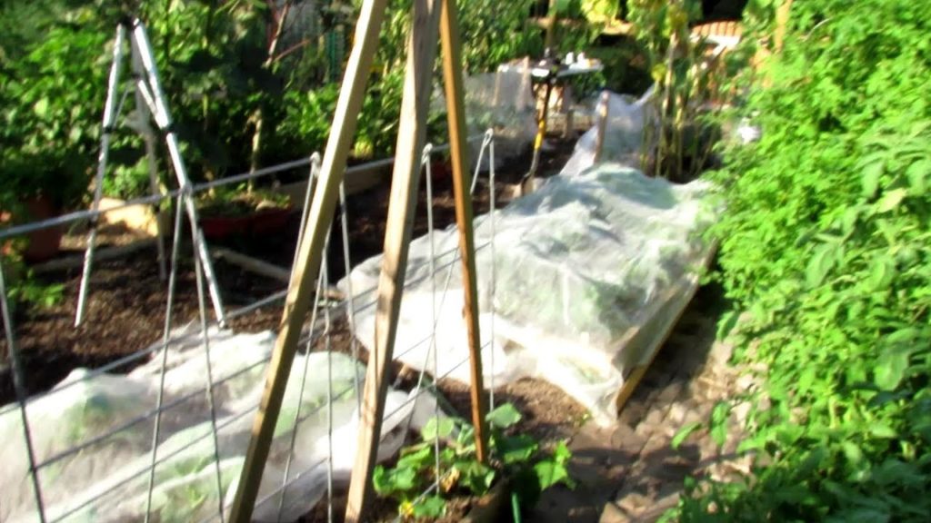 TRG Homestead VLOG E-5: 2 CONTESTS, Tips & Tour, Fall Garden is In, Summer Garden Won't Quit & More!