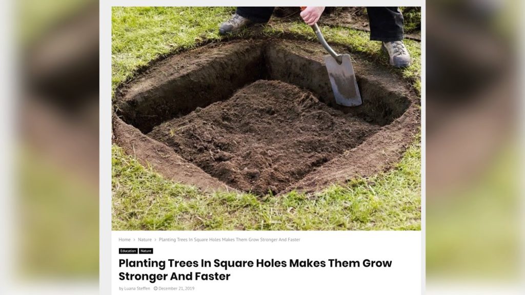 Garden Answer: Planting Trees in Square Holes Makes Them Grow Stronger??? 🌲// Garden Answer Planting Trees in Square Holes Makes Them Grow Stronger??? 🌲// Garden Answer