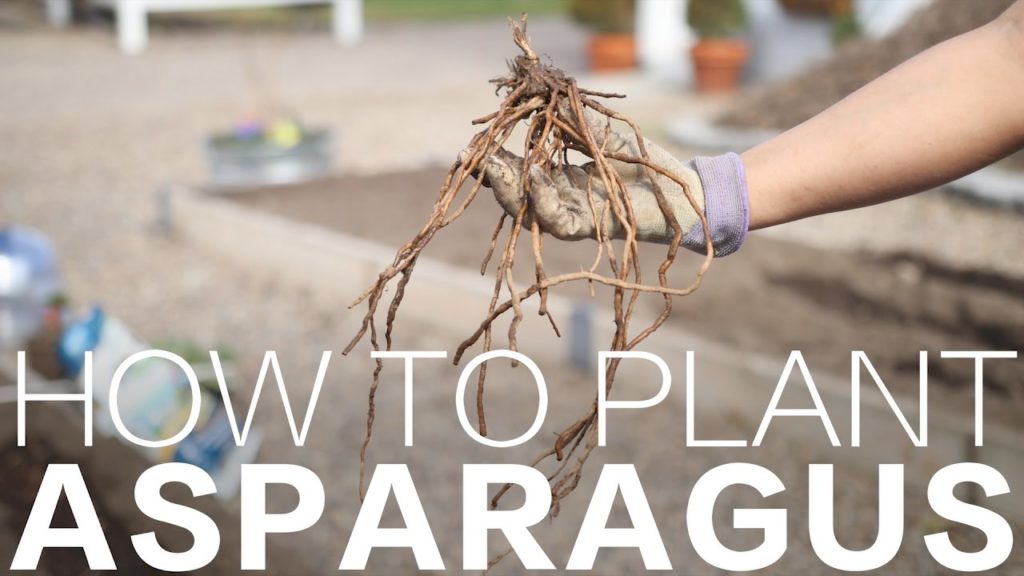Garden Answer: How to Plant Asparagus // Garden Answer How to Plant Asparagus // Garden Answer