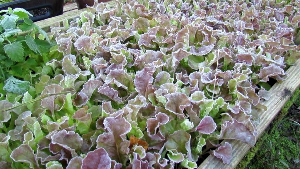 Gary Pilarchik: Examples of Cool Weather Vegebles that Can Take a Frost – Lettuce, Kale & More: Frost Pictures! Examples of Cool Weather Vegebles that Can Take a Frost - Lettuce, Kale & More: Frost Pictures!