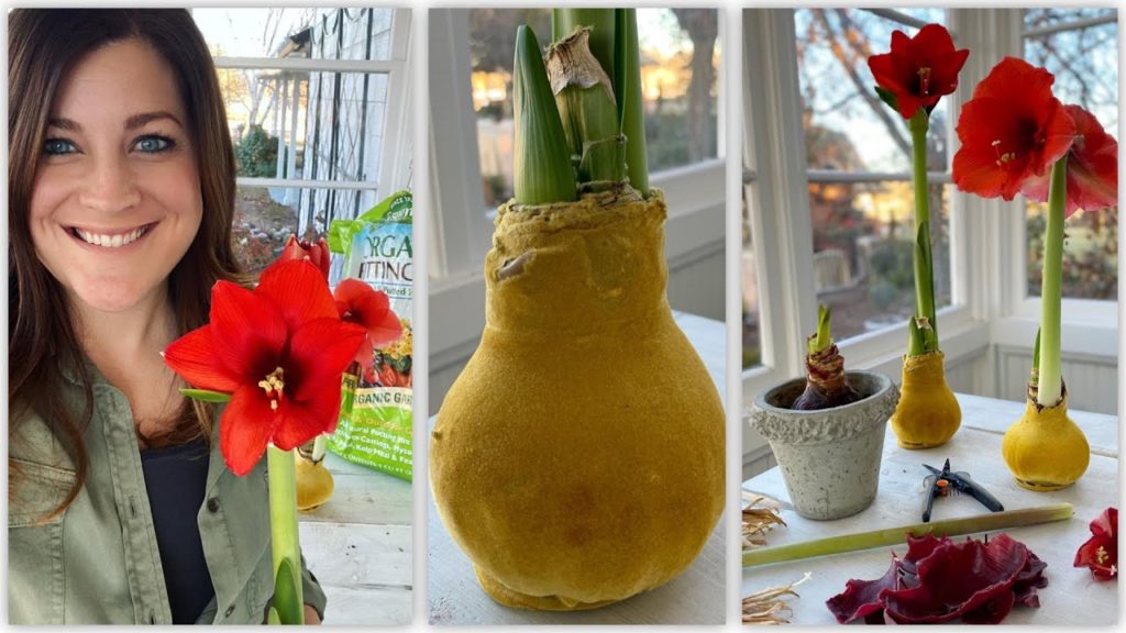 Garden Answer: Waxed Amaryllis Update & Aftercare! 🥰💚// Garden Answer Waxed Amaryllis Update & Aftercare! 🥰💚// Garden Answer