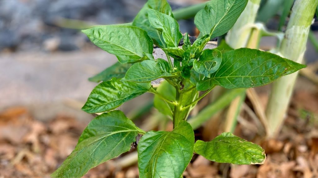 🌶LIVE:  3 Tips to Grow LOTS of Peppers in Containers and Raised Beds, Q & A (REPLAY)