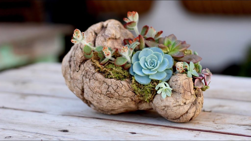 How to Plant Succulents on Driftwood (without soil)