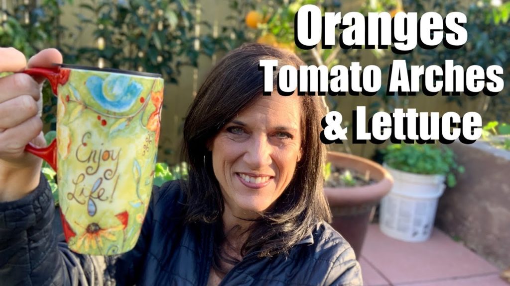 CaliKim: Friday Garden Coffee Walk: Oranges, Tomato Arch & Lettuce 🍊🍅🥬 Friday Garden Coffee Walk: Oranges, Tomato Arch & Lettuce 🍊🍅🥬