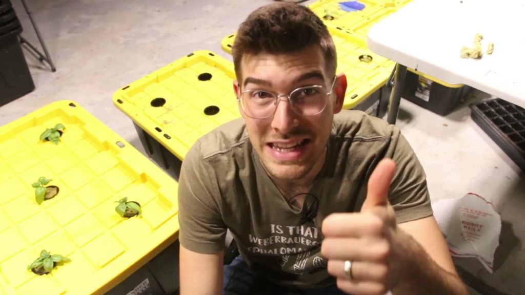 Propagation Update on Our Free Basil Plants