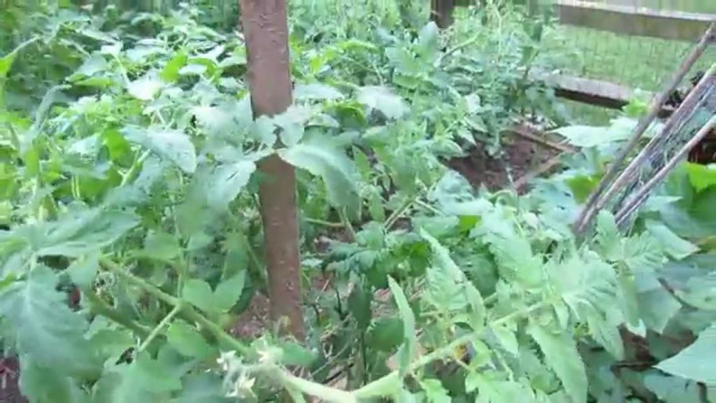 Gary Pilarchik: Basic Tomato Staking 101 & Thinning Out Central Tomato Leaves: Air Flow! – TRG 2014 Basic Tomato Staking 101 & Thinning Out Central Tomato Leaves: Air Flow! - TRG 2014