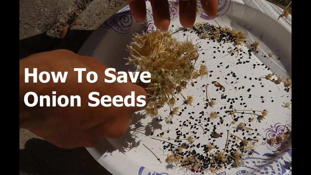 CaliKim: How to Save Onion Seeds How to Save Onion Seeds