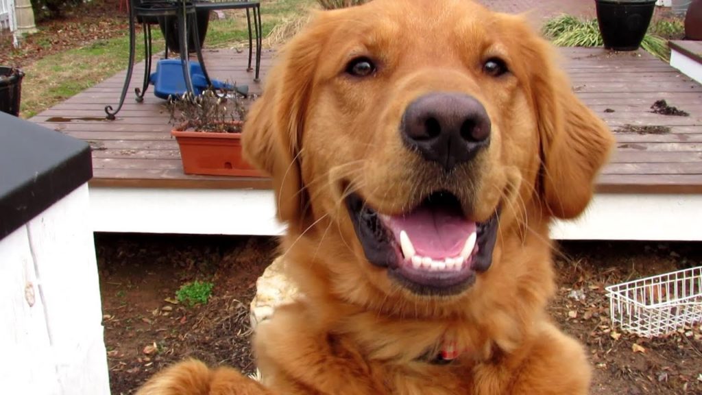 Gary Pilarchik: TRG Homestead VLOG E-9: Tucker's Tricks Spotlight, What You Can Start Indoors Now & A Garden Tour! TRG Homestead VLOG E-9: Tucker's Tricks Spotlight, What You Can Start Indoors Now & A Garden Tour!