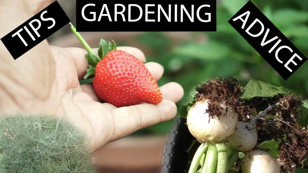 California Gardening: Garden Potpourri – Episode 3 – Gardening Tips, Advice & More! Garden Potpourri - Episode 3 - Gardening Tips, Advice & More!