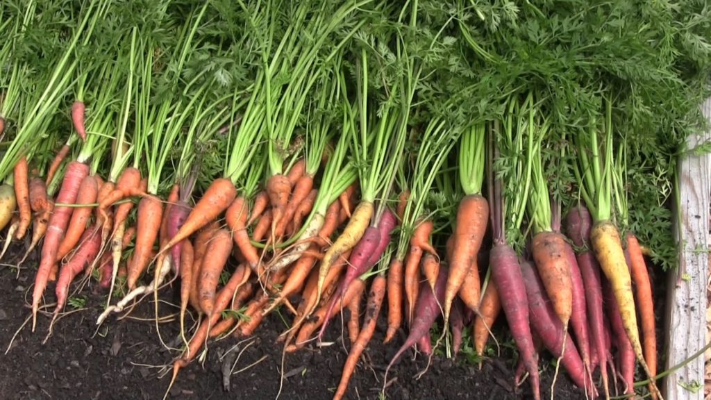 HUGE 100% Organic Carrot Harvest! 20 Pounds from 9 Square Feet!