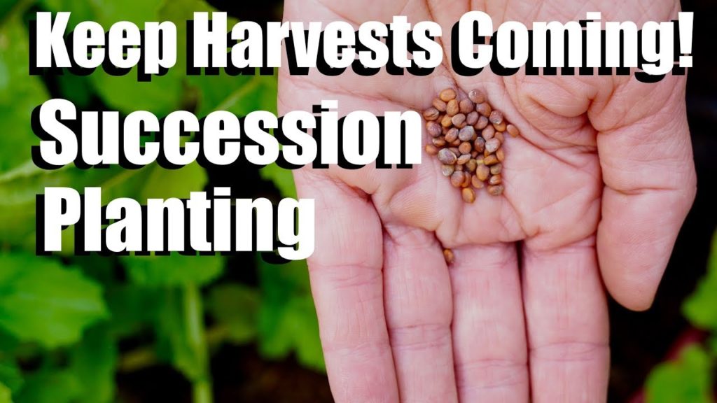 Succession Planting - 3 Tips to Keep the Harvests Coming!
