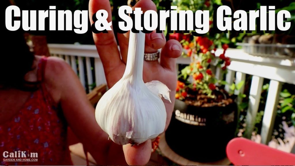 CaliKim: How to Cure and Store Garlic How to Cure and Store Garlic