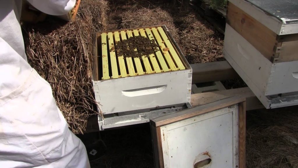 MIgardener: How Did the Honeybees Fare This Winter? How Did the Honeybees Fare This Winter?