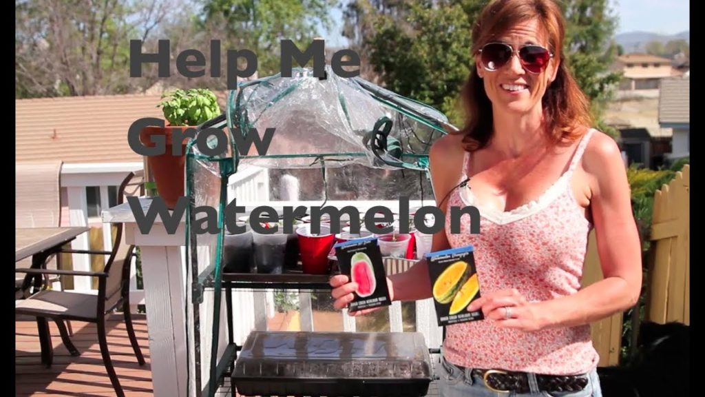 CaliKim: How to Grow Watermelon E01-Asking for Viewers Input How to Grow Watermelon E01-Asking for Viewers Input