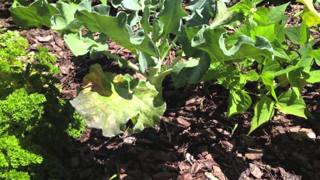 MIgardener: Visiting A Community Garden Visiting A Community Garden