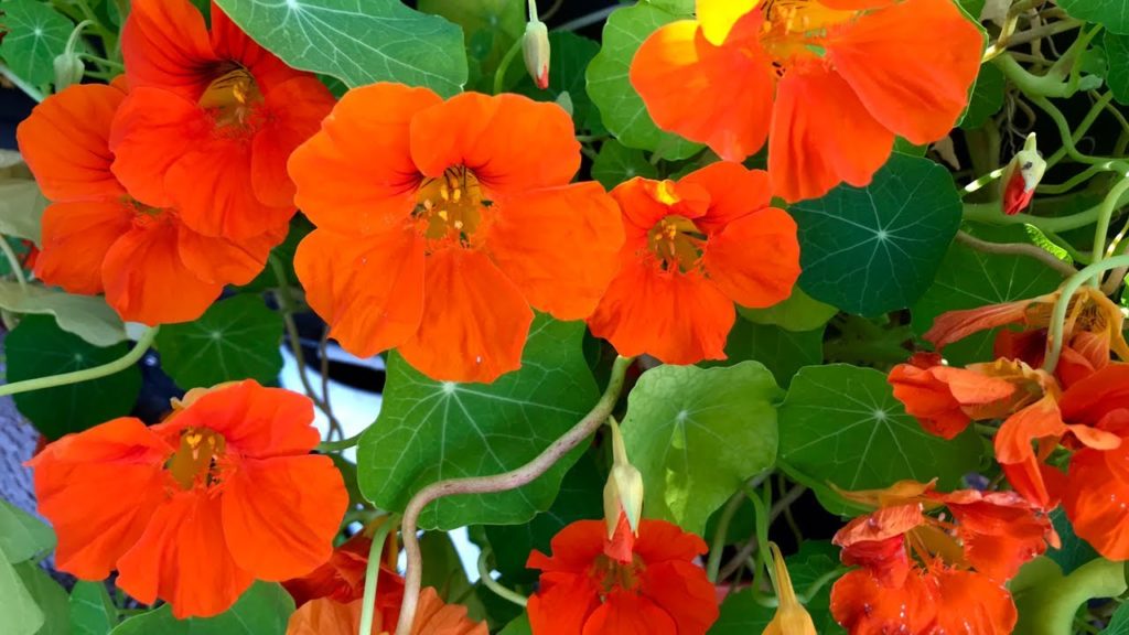 🌻 LIVE: 3 Easy Flowers to Grow From Seed & LIVE Q & A 🌺