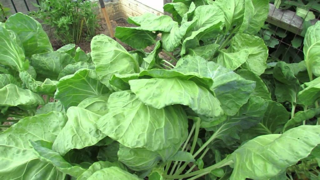 Identify the 'Green Cabbage Looper, Vegetable Leaf Damage & Neem Oil Treatment - TRG 2014